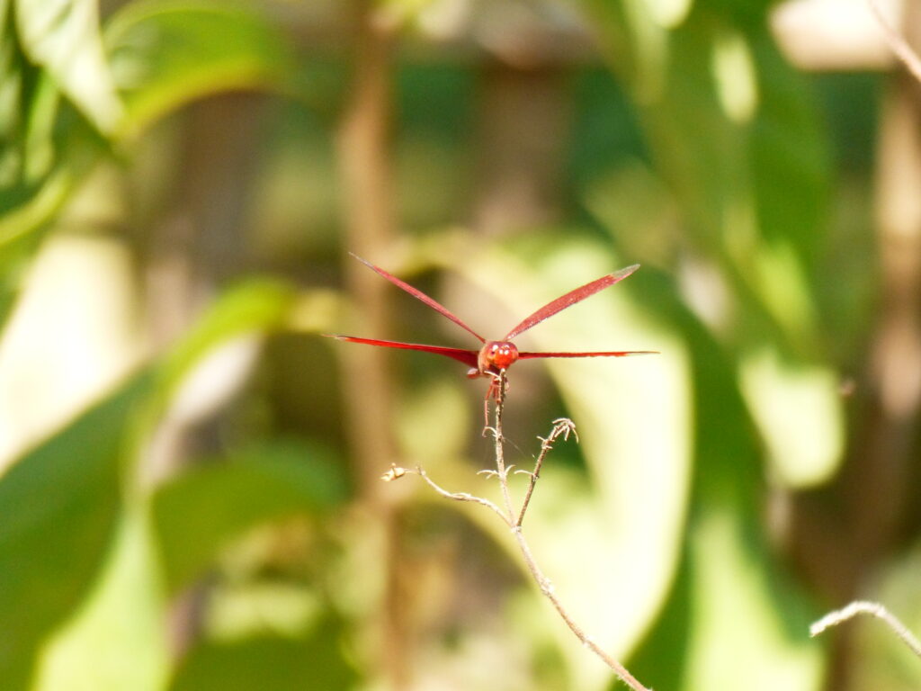 มูลนิธิส่งเสริมวัฒนธรรมและสิ่งแวดล้อมเอเชียตะวันออกเฉียงใต้